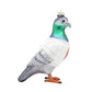 New York Pigeon Ornament